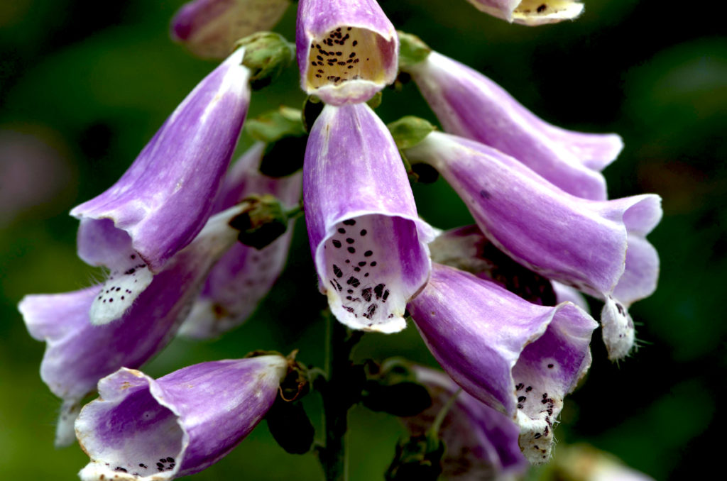 Foxglove