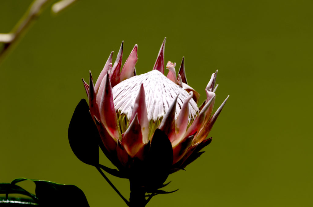 King Protea