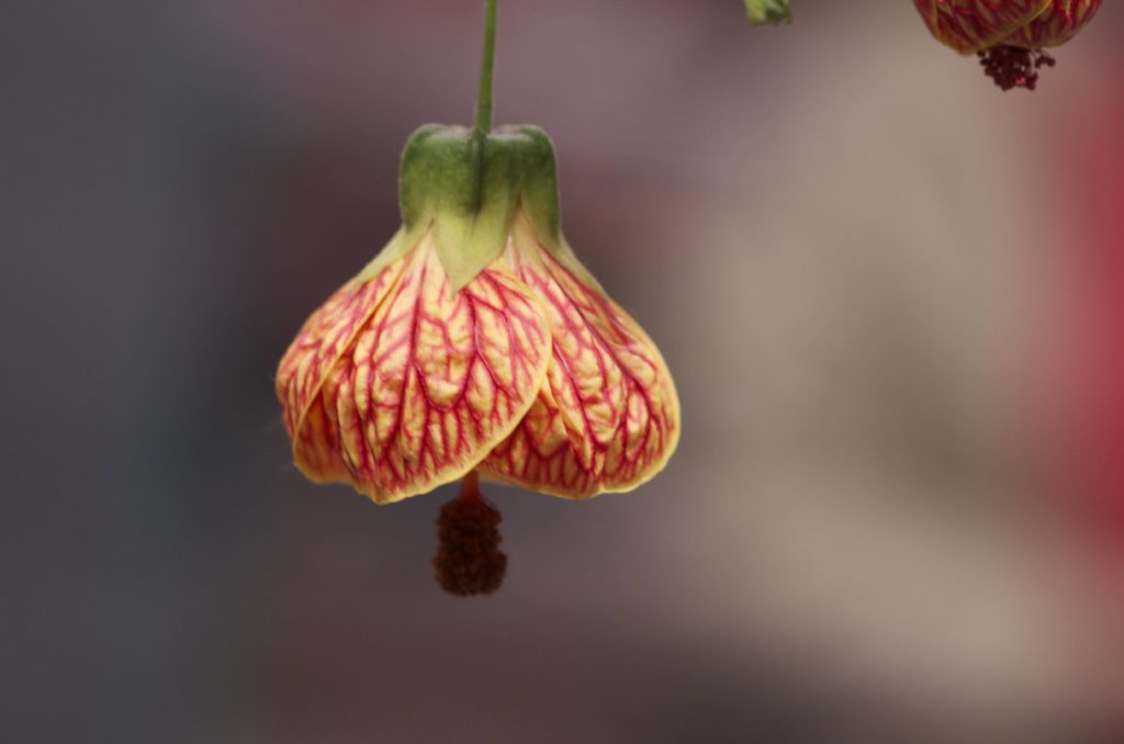 Redvein Abutilon