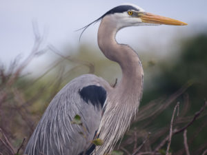 Heron