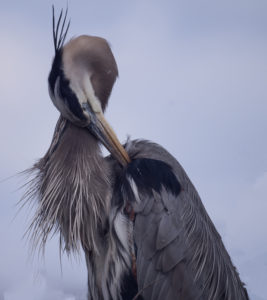 Heron Preening