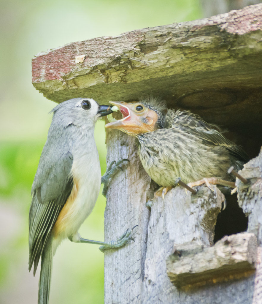 Tufted Titmouse