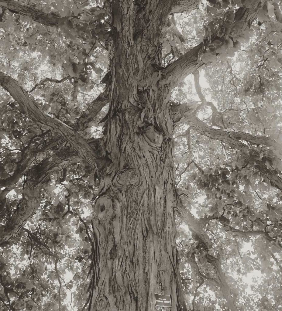 shag-bark-hickory-2016